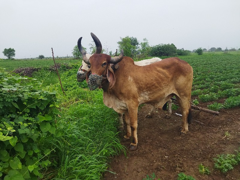 બળદ વેચવાના છે