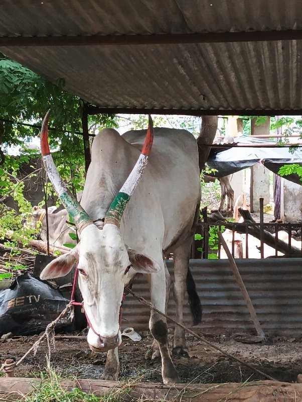 ऊस वाहतूक शेती...