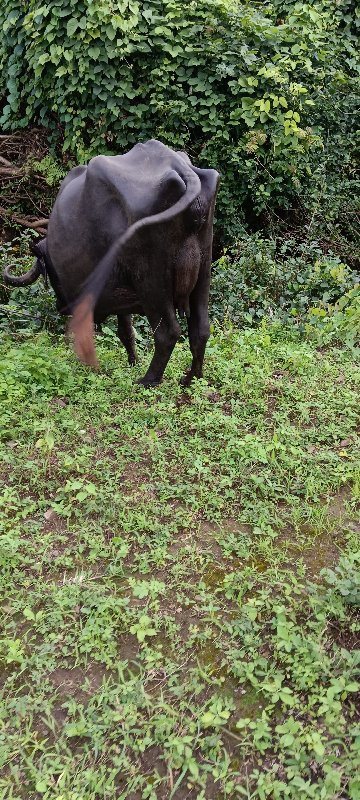 ભેંસ વેચવાની છે