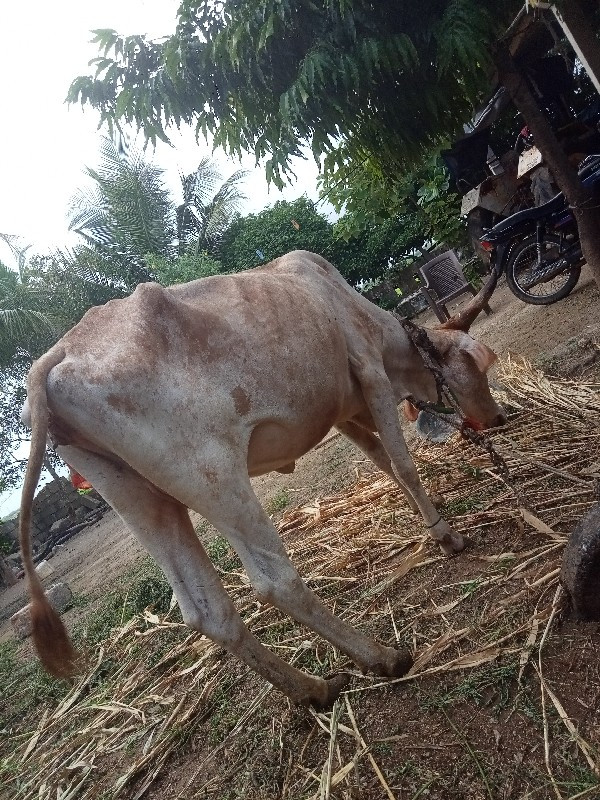 ગાય વેચવાની છે