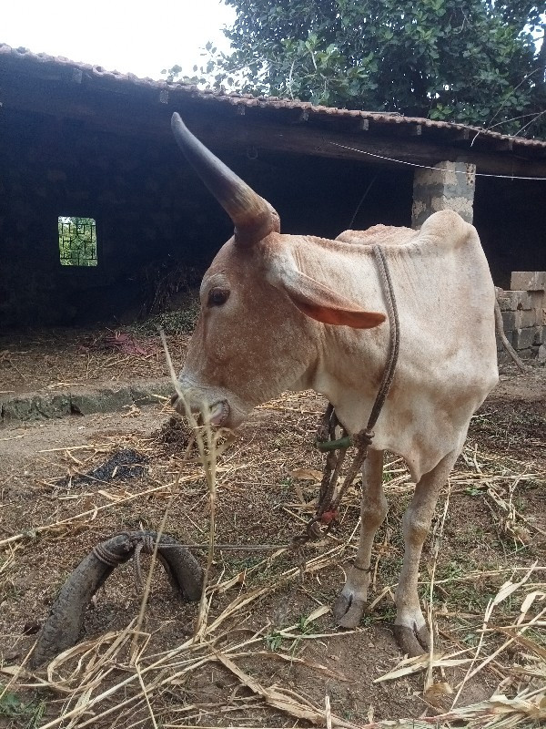 ગાય વેચવાની છે