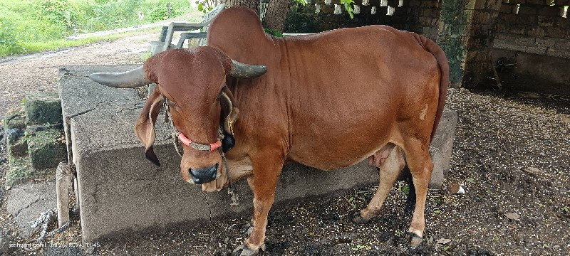 ગીર ગાય વેચવાની...