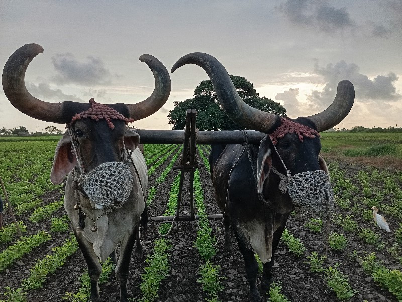 બળદ વેચવાના  છે