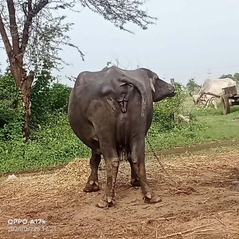 ભેંસ વેચવાની છે...