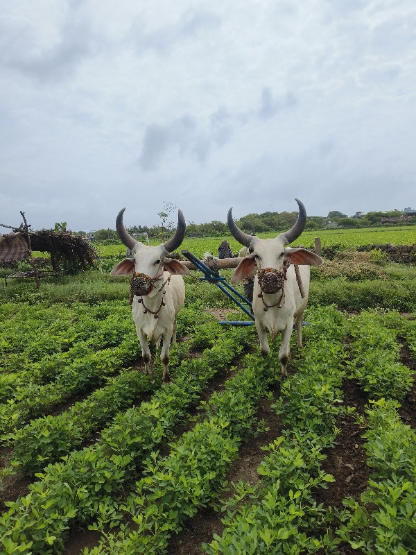 બળદ વેચવાના છે