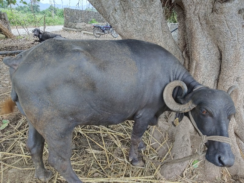 ભેંશ વેચવા ની છ...