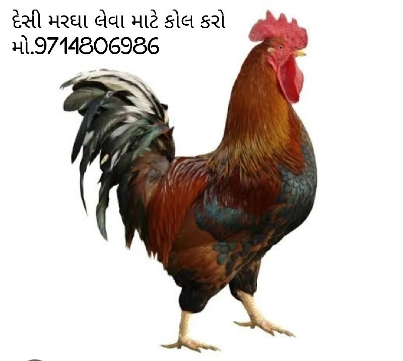 દેસી મરઘા વેચવા...