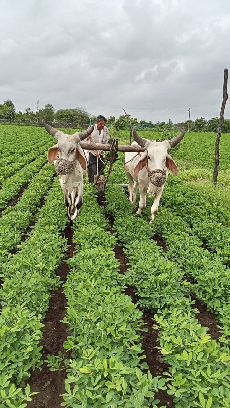 બળદ વેચવાનાં છે