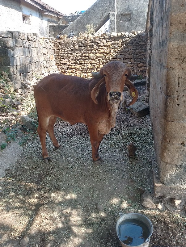 આ  વોડકુવેસવાનુ...