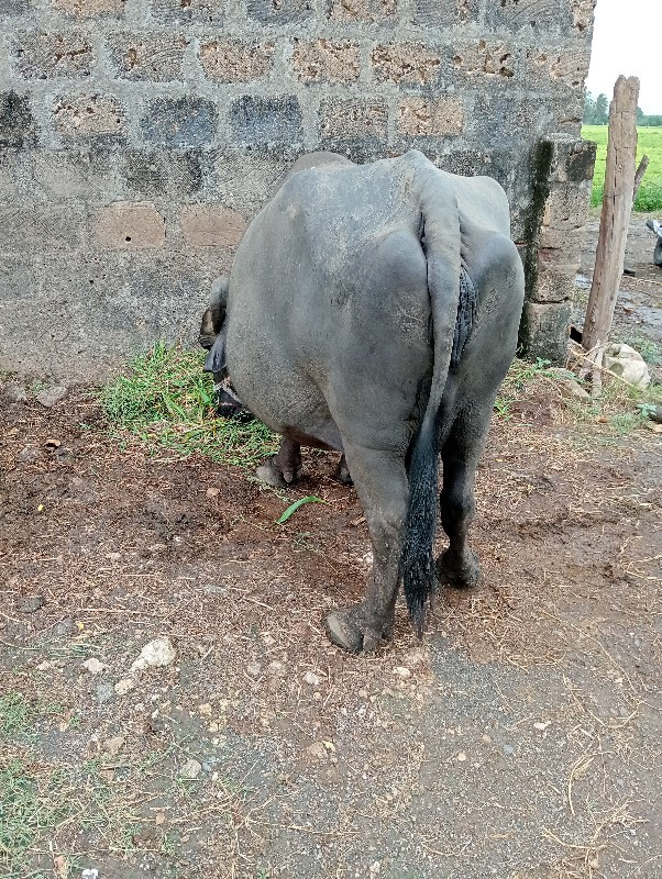 ભેંસ વેચવાની છે