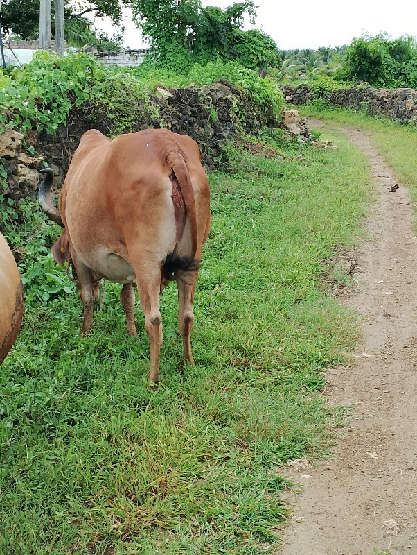 ગાય વેચવાની છે