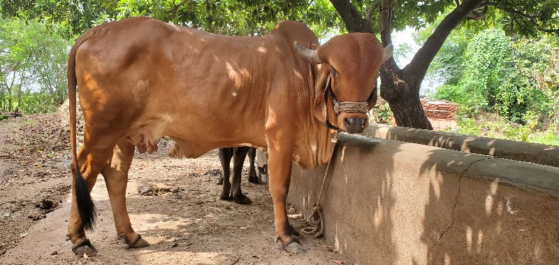 ગીર ગાય