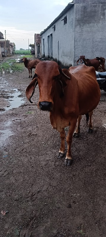 ગાય વેચવાની છે