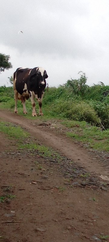 3વેતર 3આસલ