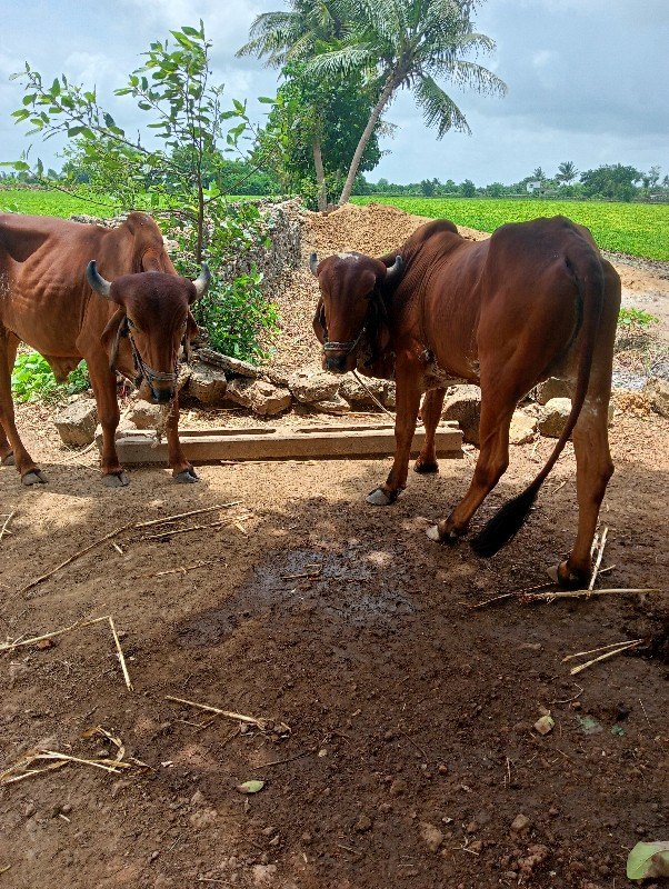 બળદ વેચવાના છે