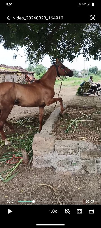 ઘોડો વેચવાનો છે