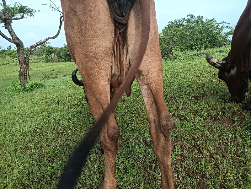 ગીરગાય