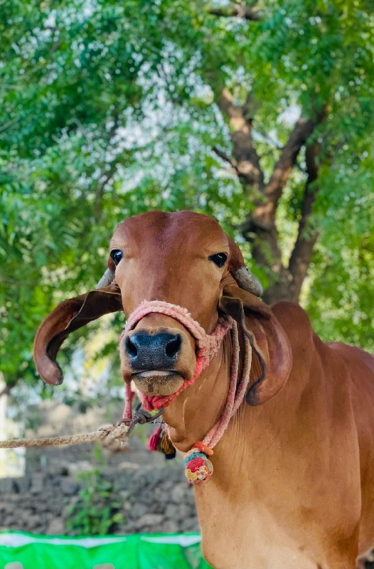 ગાય વેચવાની છે