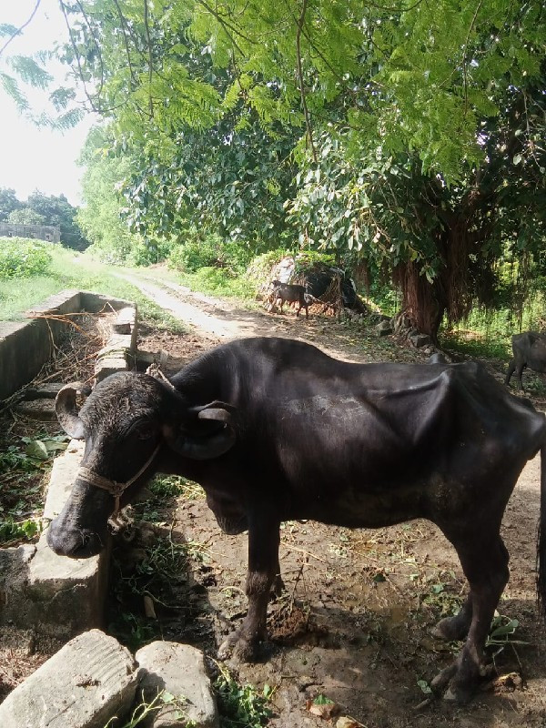 ખળેલી વેચવાની છ...