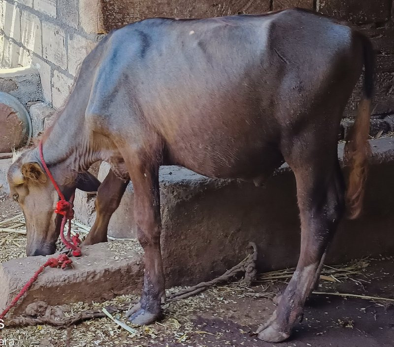 પાડો વેચવાનો છે