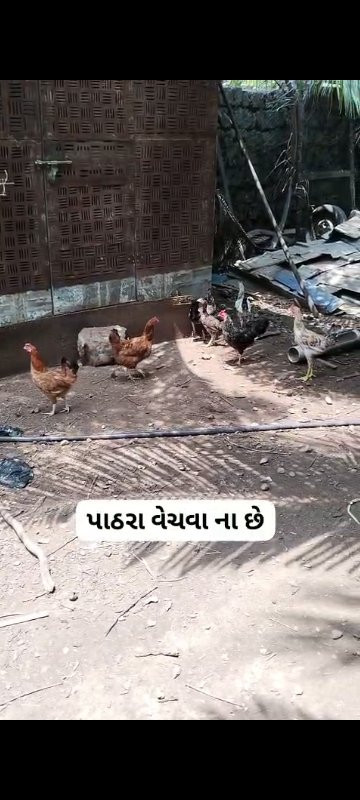 મુરઘી