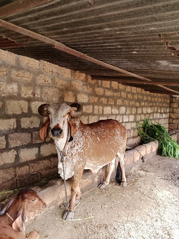 કાબરી ગાય વેશવા...