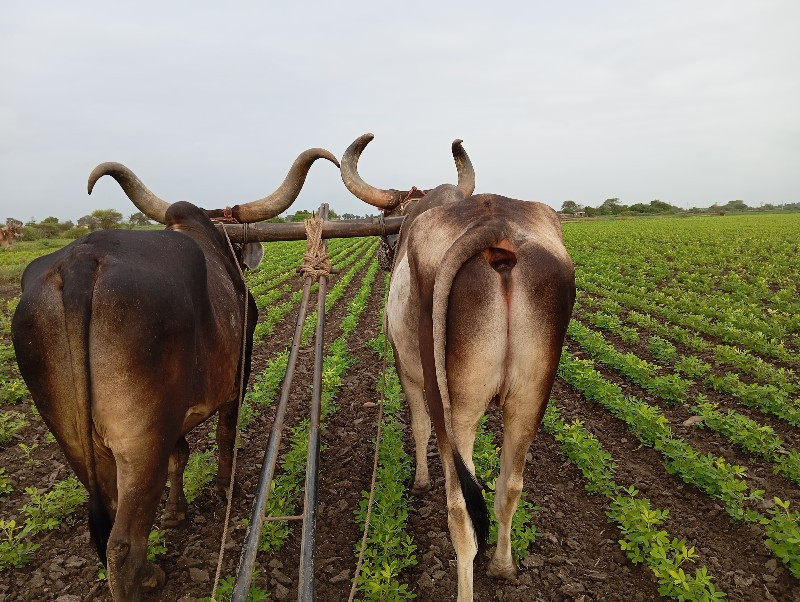 બળદ વેચવાના  છે