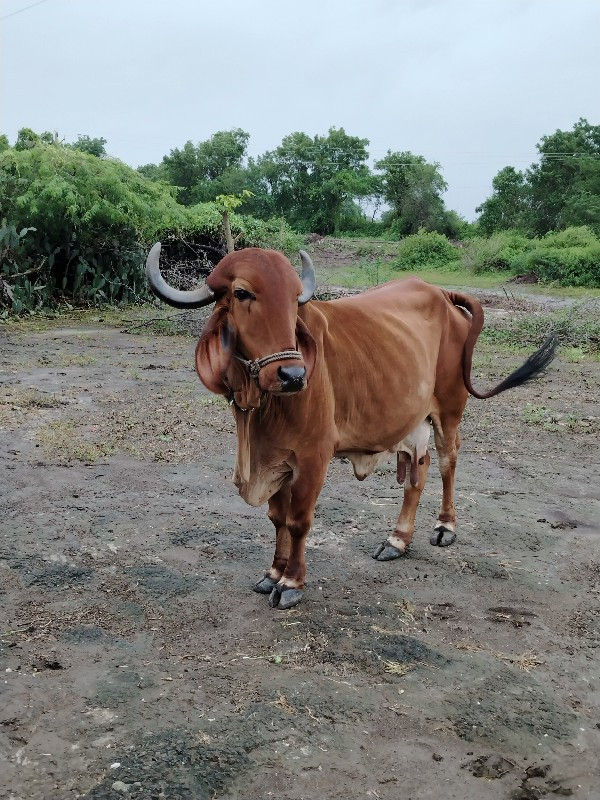 ગાય વેચવાની છે