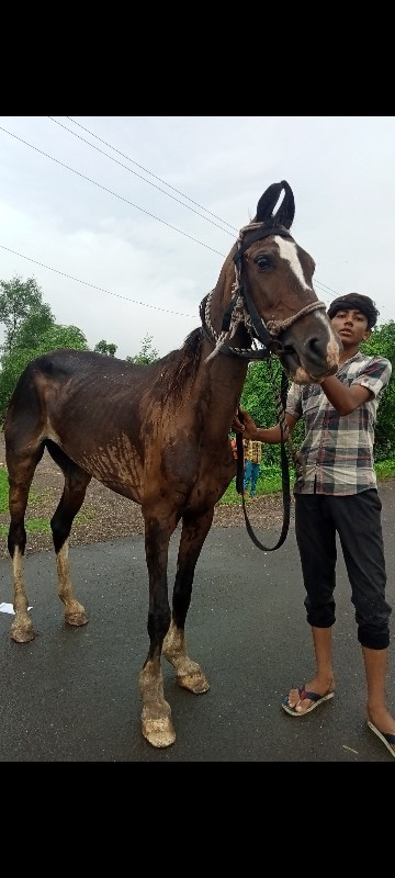 ગોળી વેચવાની છે...