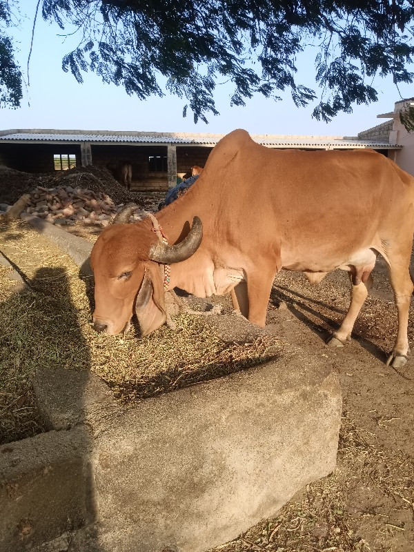 ગીર ગાય બીજો મહ...