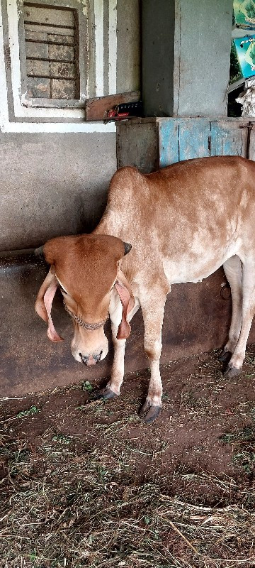 વાછડી વેચવાની છ...