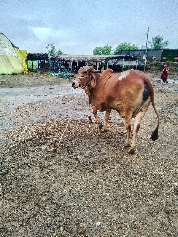 ગાય વેચવાની છે