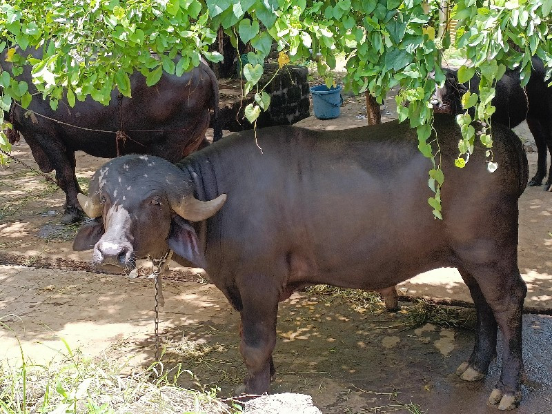 પાડો વેચવાનો છે