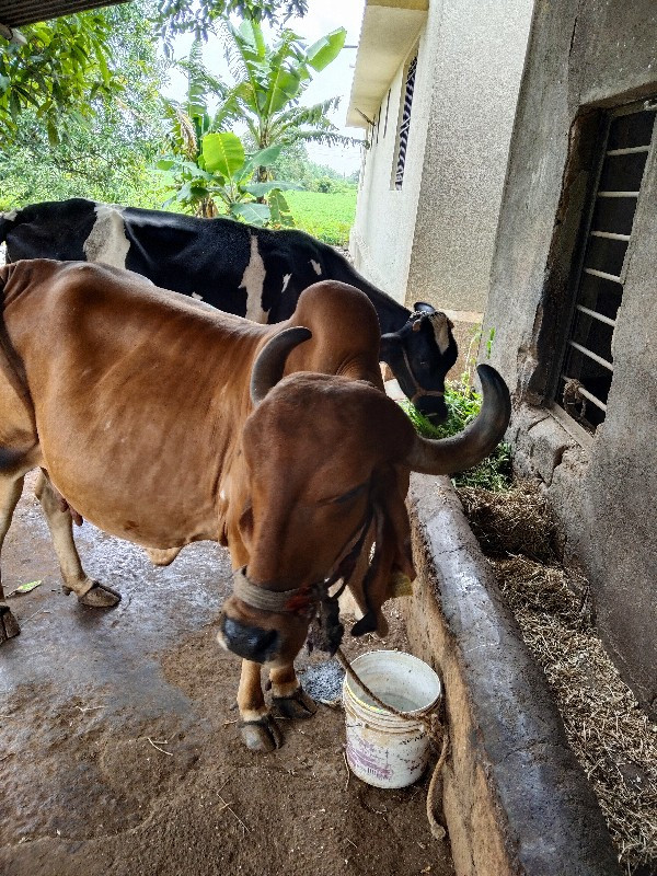 ગીર ગાય વેચવાની...