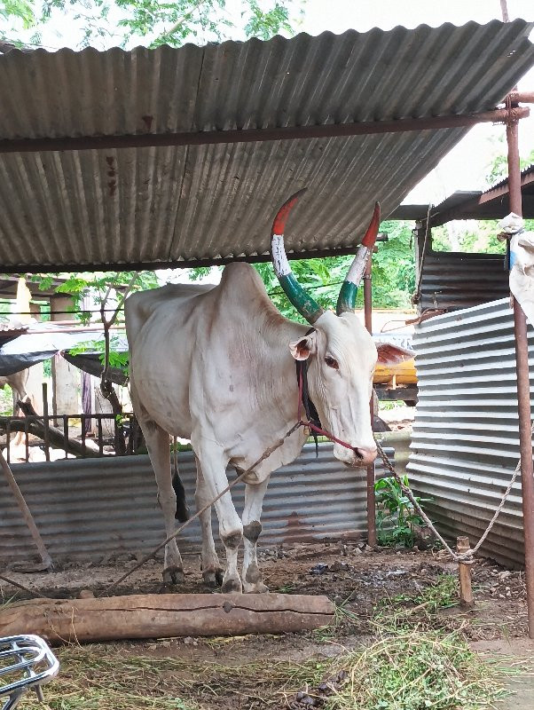 ऊस वाहतूक शेती...