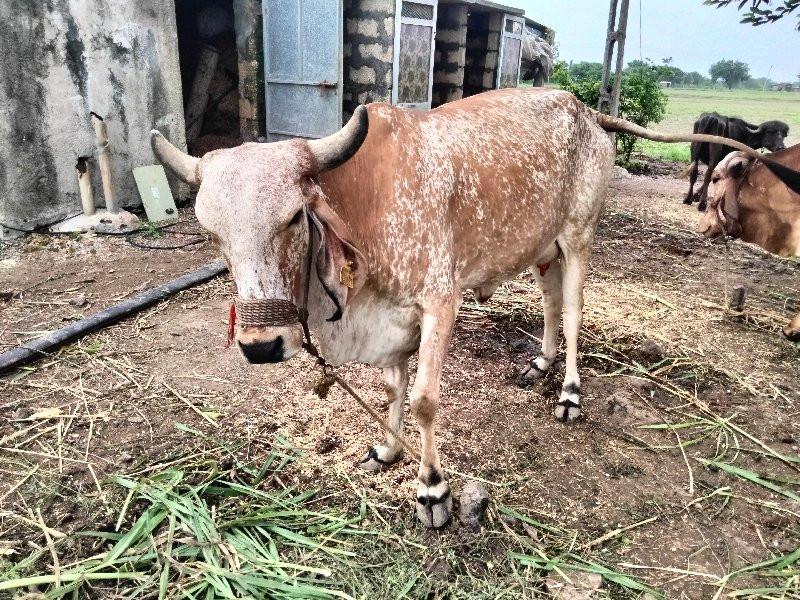 2 ગાય દેવાની