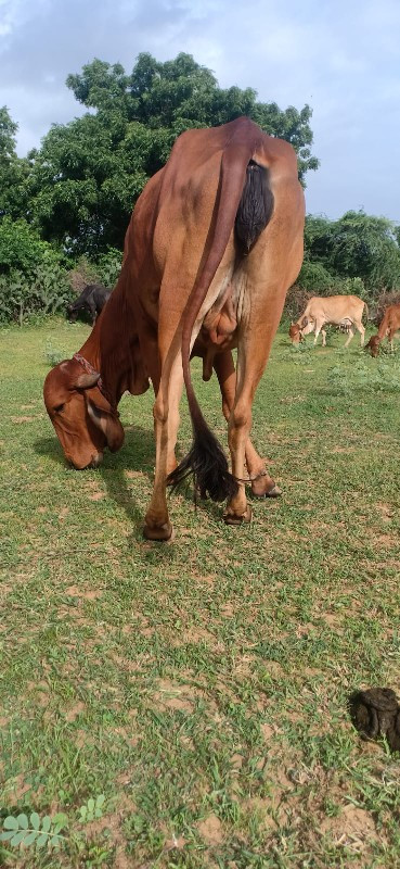 ઑડકીપૅલુવૅતર