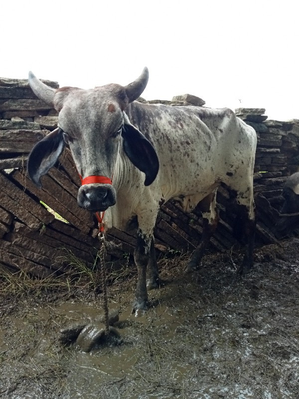 ગાય વેસવાનિ છે