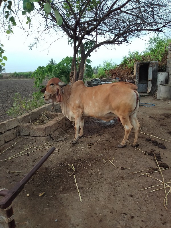 ગીર ગાય વેચવાની...