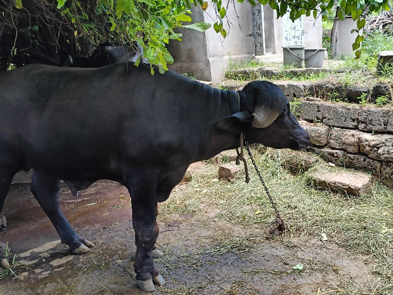 પાડો વેચવાનો છે