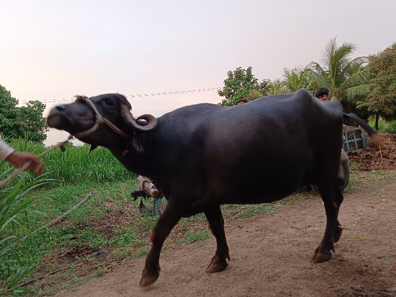 ભેંસ વેચવાની છે