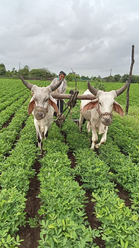 બળદ વેચવાનાં છે