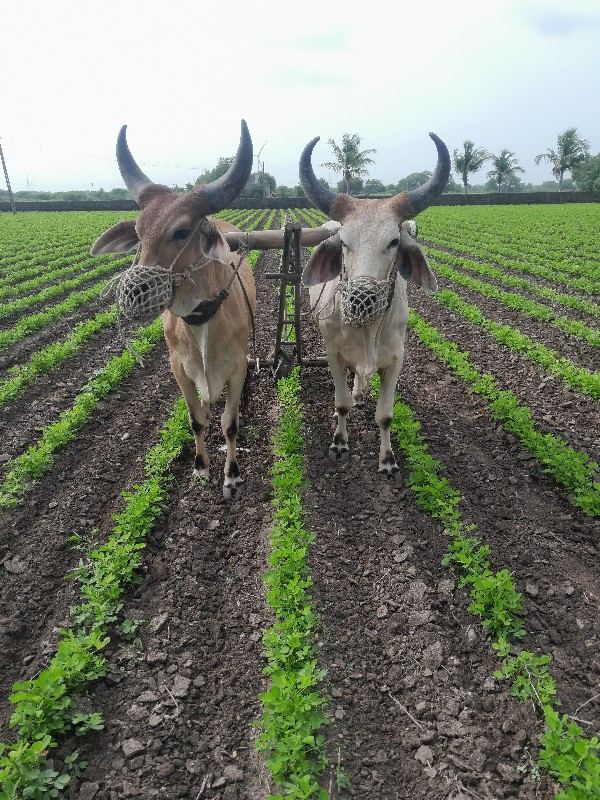 ગોઢલા વેચવાના છ...