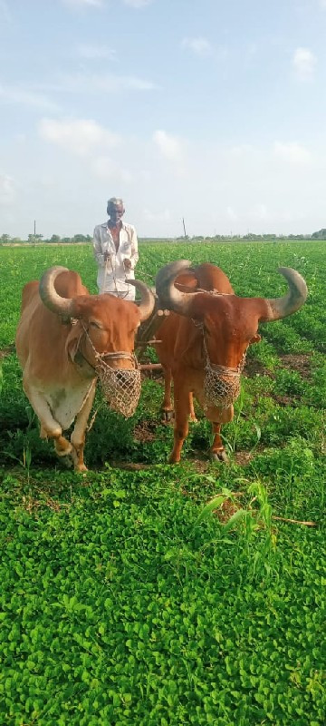 ગોઢલા વેચવાના છ...