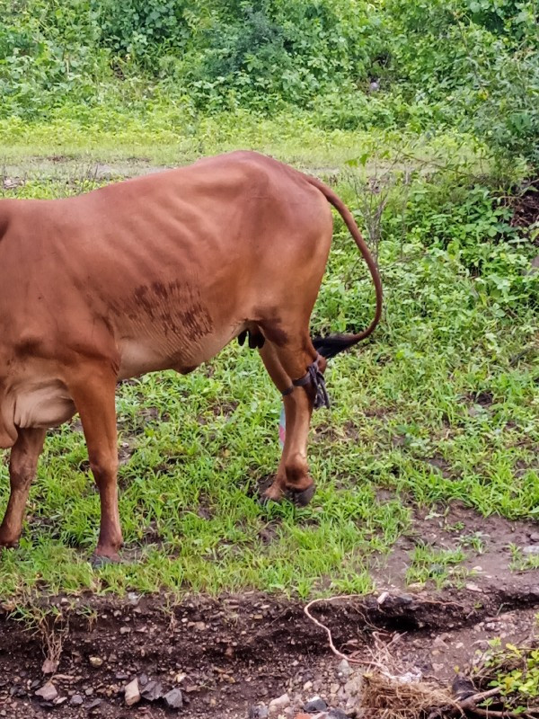 ભરત ભાઈ  ભેઙા