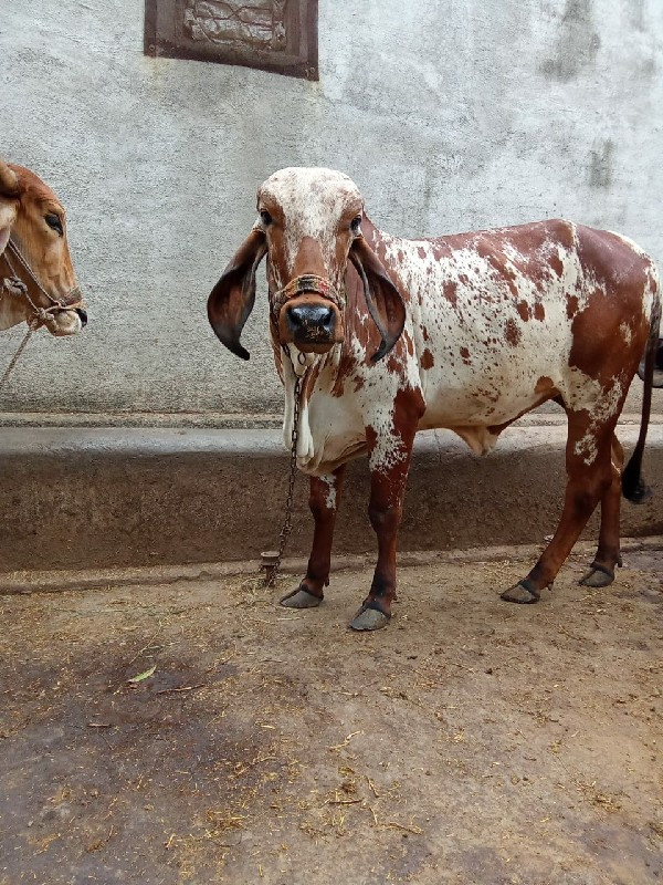 ગીર ગાય વોડકી વ...