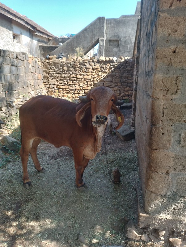 હોળકી વેચવાની છ...