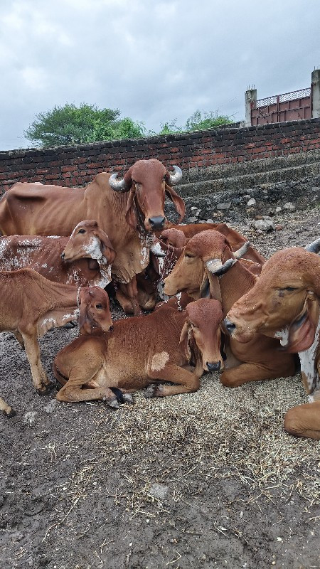 નાની મોટી 10 ગા...