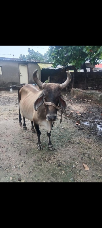 ગાય વેચવાની છે...