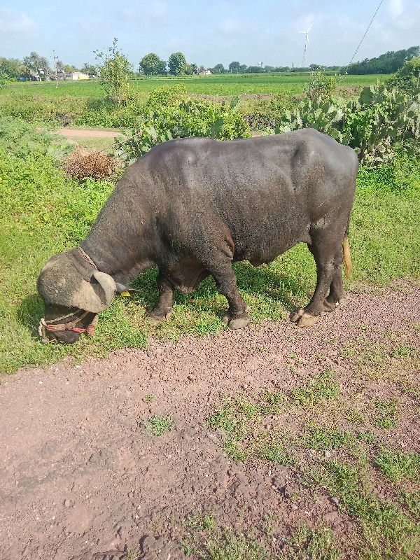 પાડો વેશવાનો છે